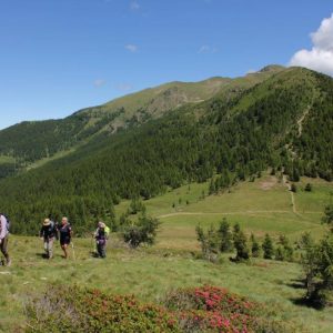 Eine Wandergruppe besteigt den Berg Panarotta. Im Vordergrund sieht man blühende Alpenrosen