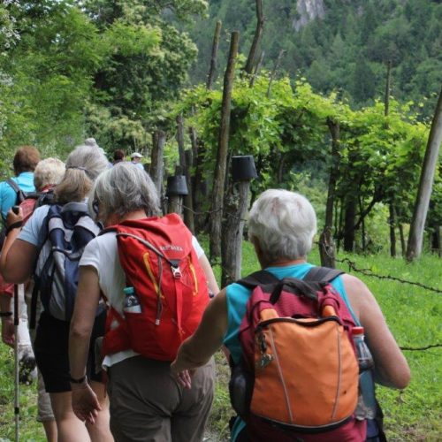 Eine tour de sens Gruppe (von hinten) wandert an Reben vorbei durch das üppig grüne Valsugana