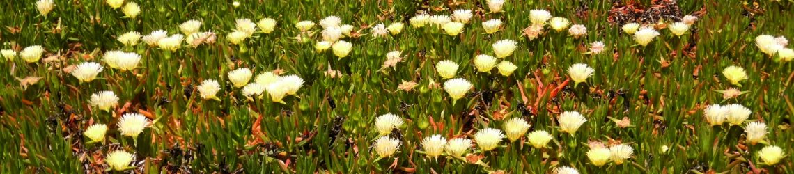 Ein Blumenmeer aus Hottentotten-Feigen