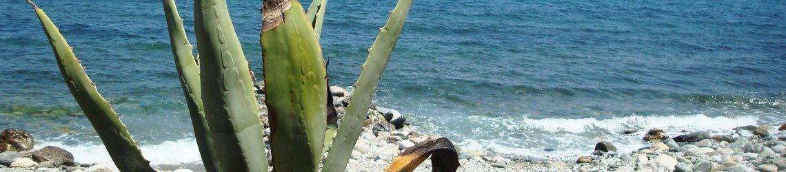 Eine Agaven-Pflanze steht an einem Kiesstrand direkt am Wasser der griechischen Ägäis