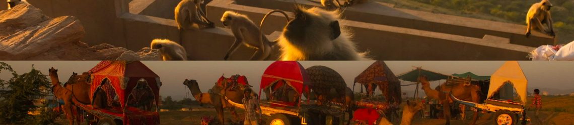 Foto-Collage aus einem Foto mit Tempelaffen und einem Foto mit Kamelkarren in der Wüste
