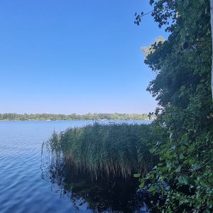 Der Kalksee mit Bäumen und Schilf am Ufer