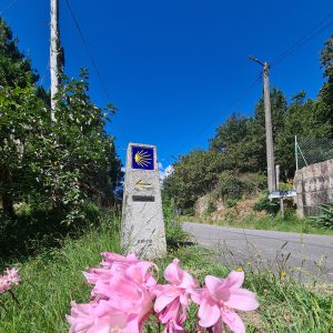 Ein Teil des Jakobswegs mit einem Schild (Jakobsweg-Markierung) am Wegesrand. Der Weg ist gesäumt von Grad und Gebüschen, im Vordergrund sind rosa Blüten abgebildet.