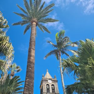 Glockenturm einer Kirche zwischen Palmen