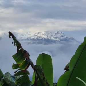 Annapurna-Gebirgszug zwisvehn den Wolken. Im Vordergrund eine Bananenstaude