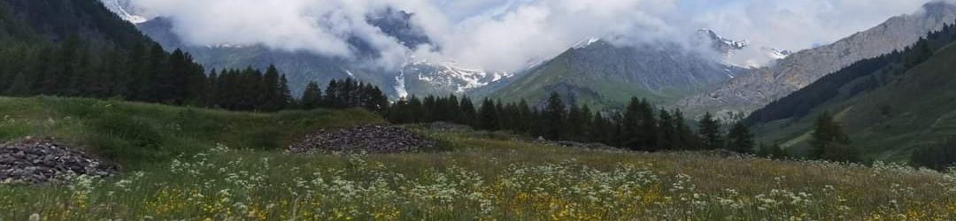 Blühende Bergwiese im Valle Varaita