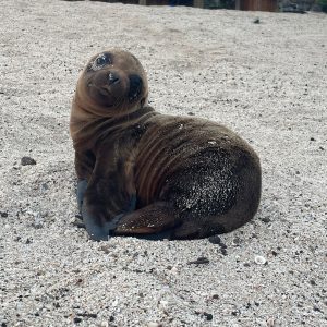 Ein Seelöwen-Baby am Strand