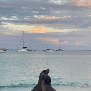 Zwei Seelöwen umarmen sich am Strand bei Sonnenuntergang