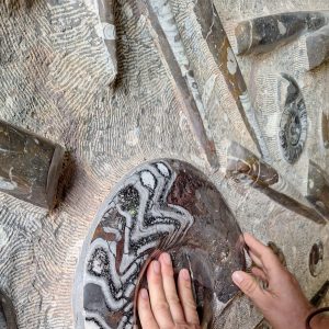 Eine Hand ertastet eine große Fossilie