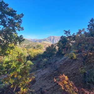 Eichenbäume vor Berglandschaft