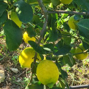 Reife Zitronen am Baum