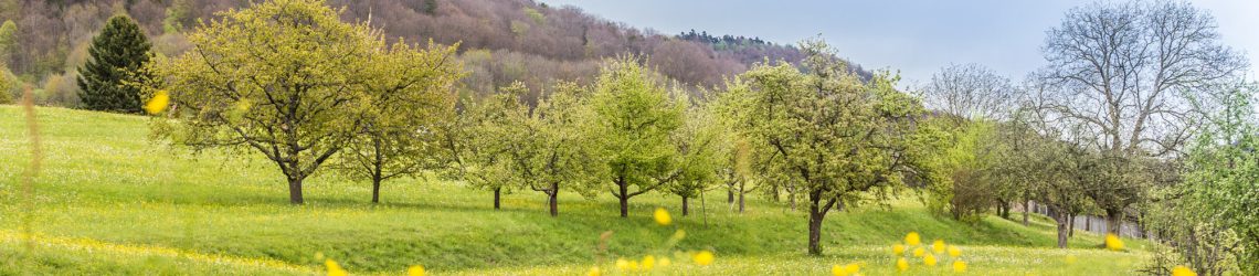 Blühende Wiese im Vordergrund, dahinter Blick auf Obstbäume