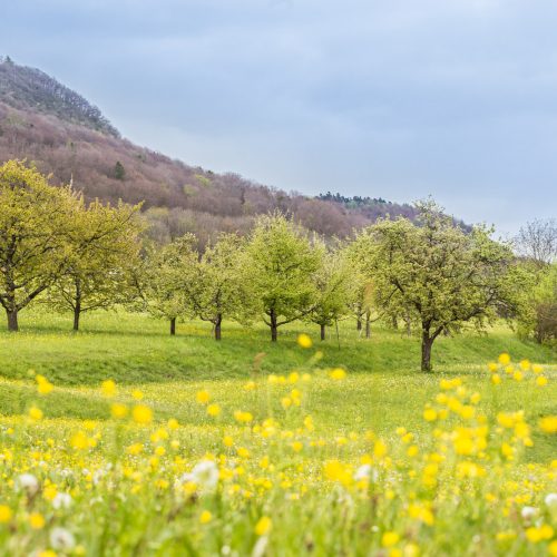 Blühende Wiese im Vordergrund, dahinter Blick auf Obstbäume