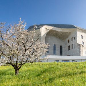 Goetheanum, davor ein Kirschbaum in Blüte
